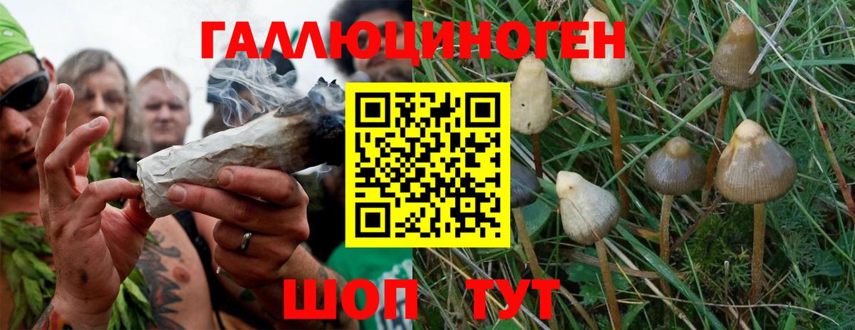 Галлюциногенные грибы мухоморы Нововоронеж